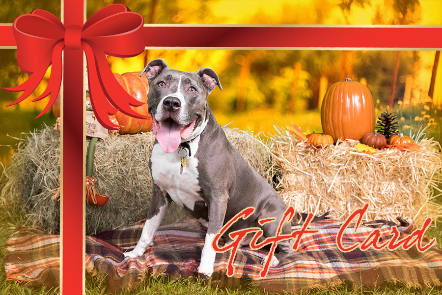 Pets Portrait | Pets_Gift_Card.jpg